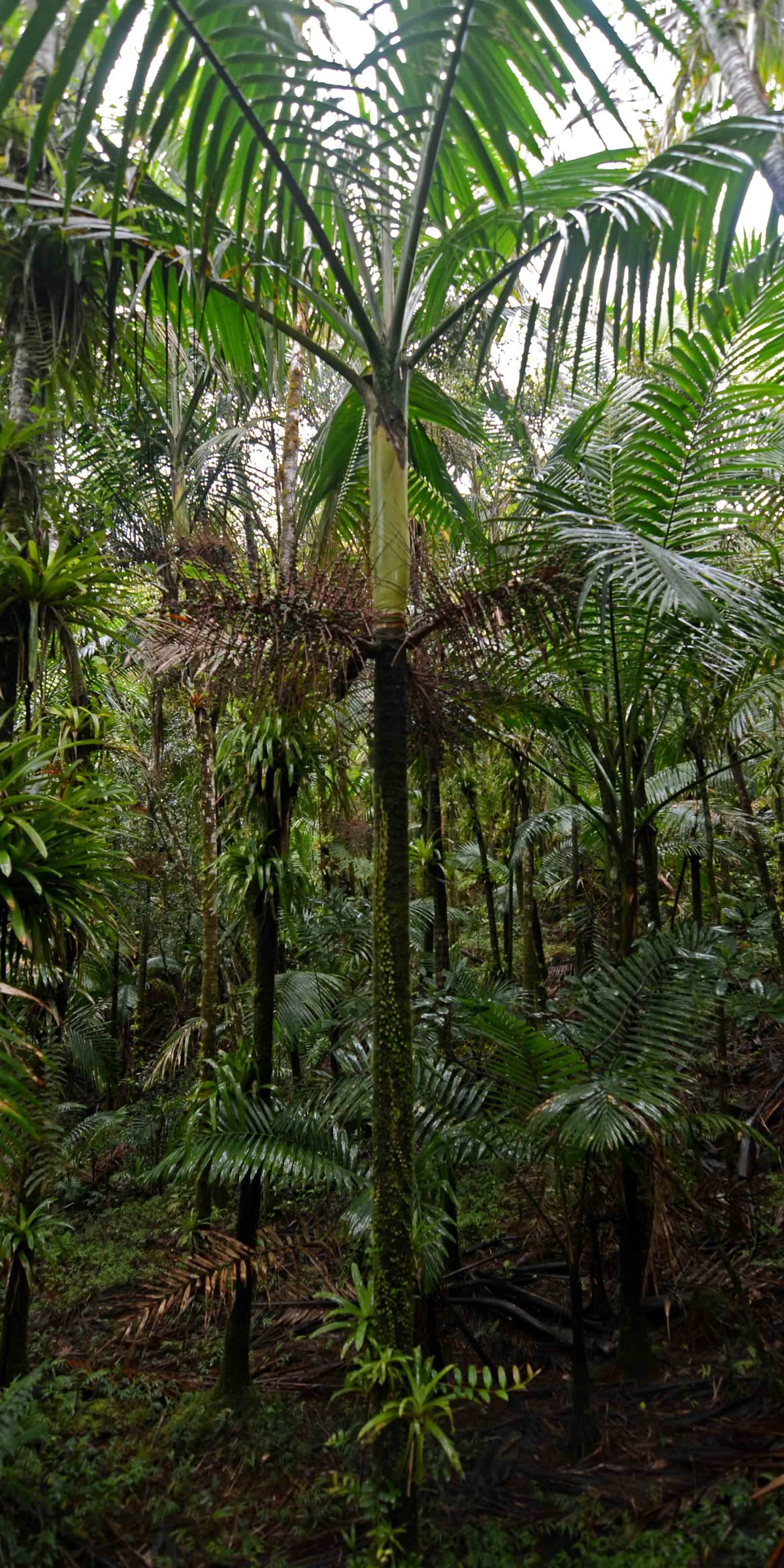 Botanical specimen of Gaussia Attenuata.