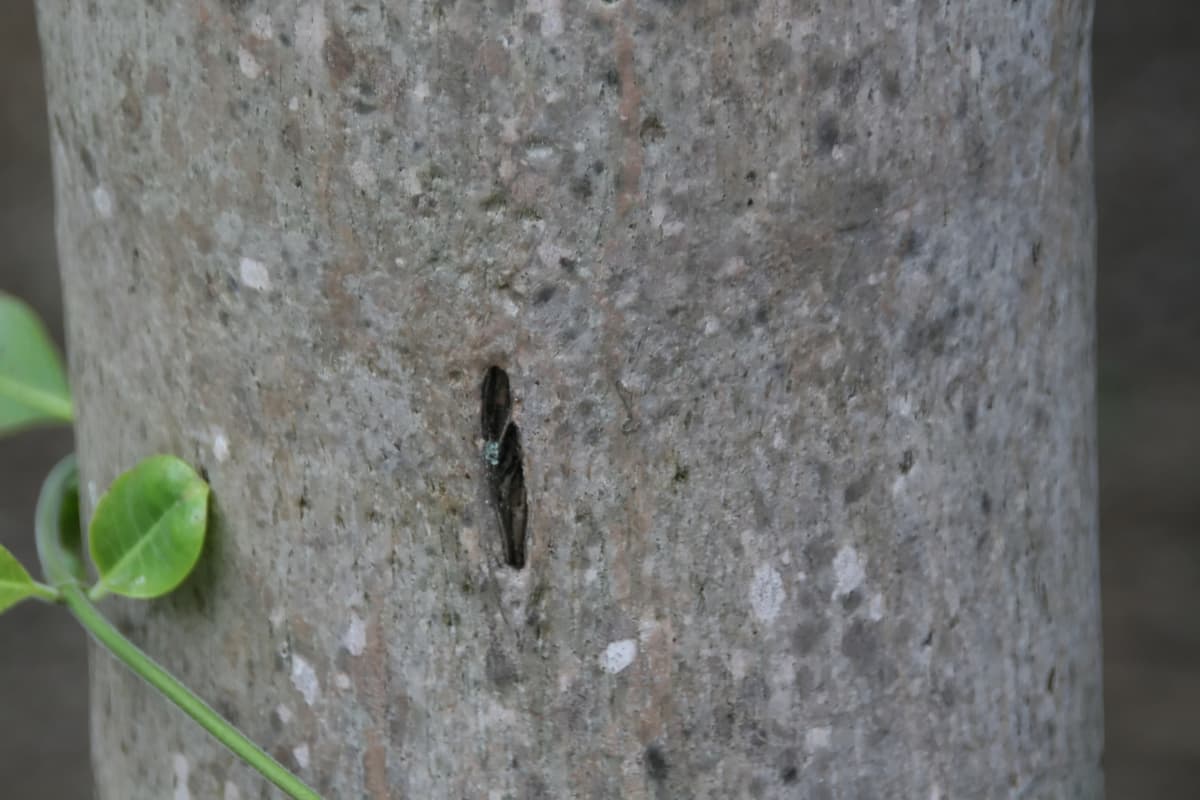 Botanical specimen of Gaussia Attenuata.