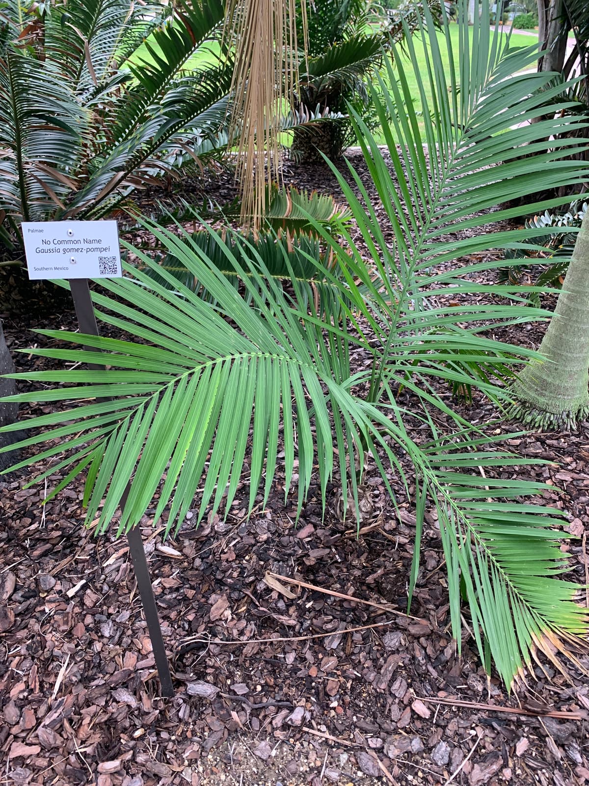Botanical specimen of Gaussia Gomez Pompae.
