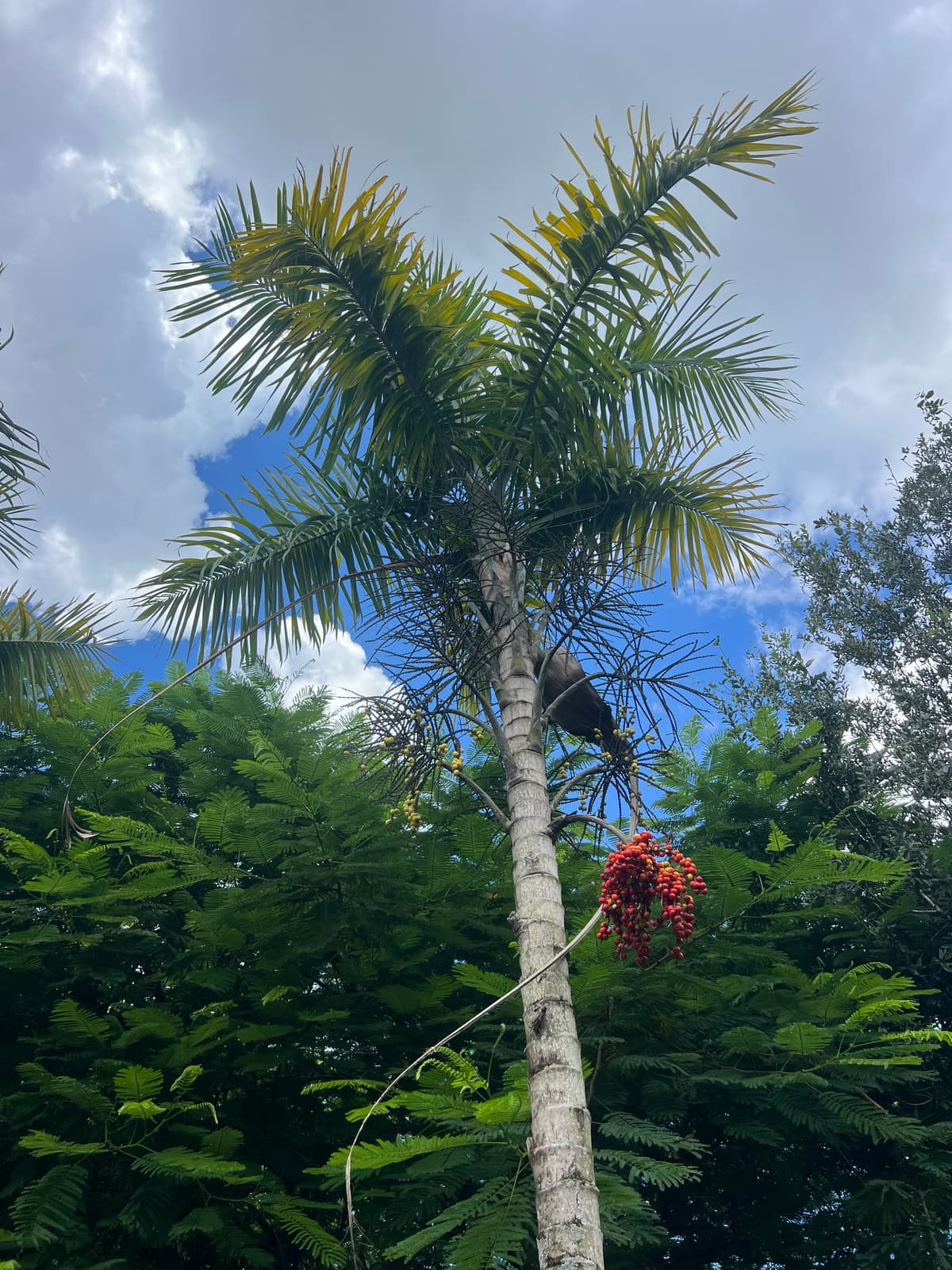 Botanical specimen of Gaussia Maya.
