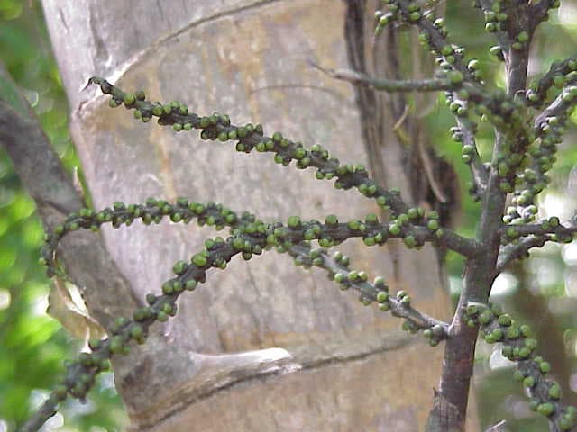 Botanical specimen of Gaussia Maya.