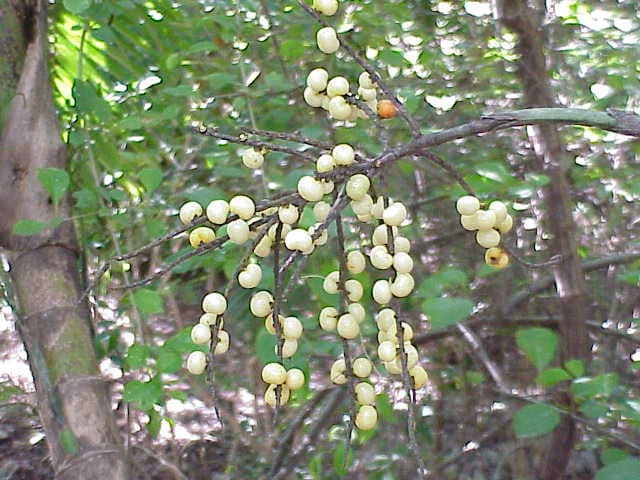 Botanical specimen of Gaussia Maya.