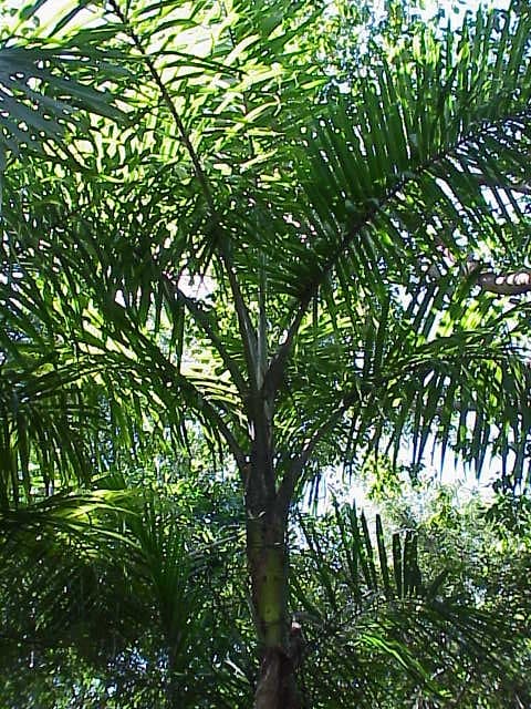 Botanical specimen of Gaussia Maya.