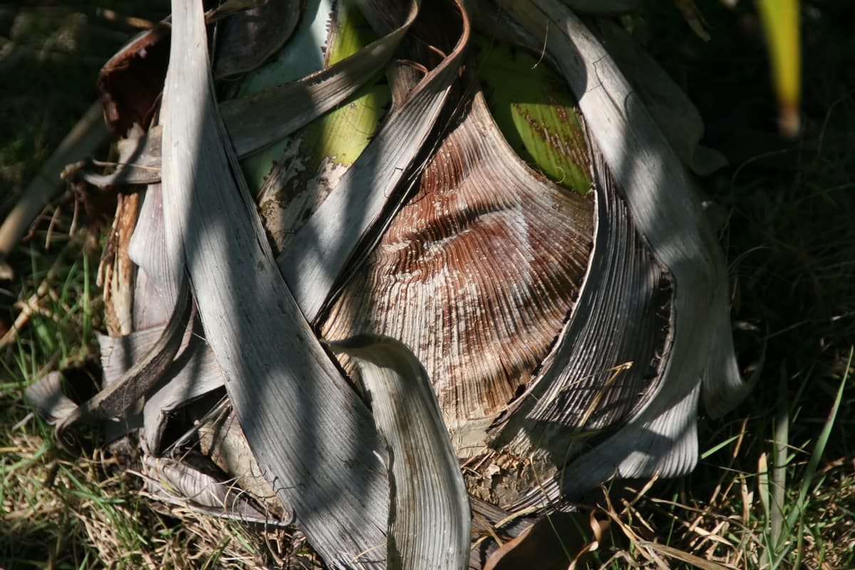 Botanical specimen of Gaussia Princeps.