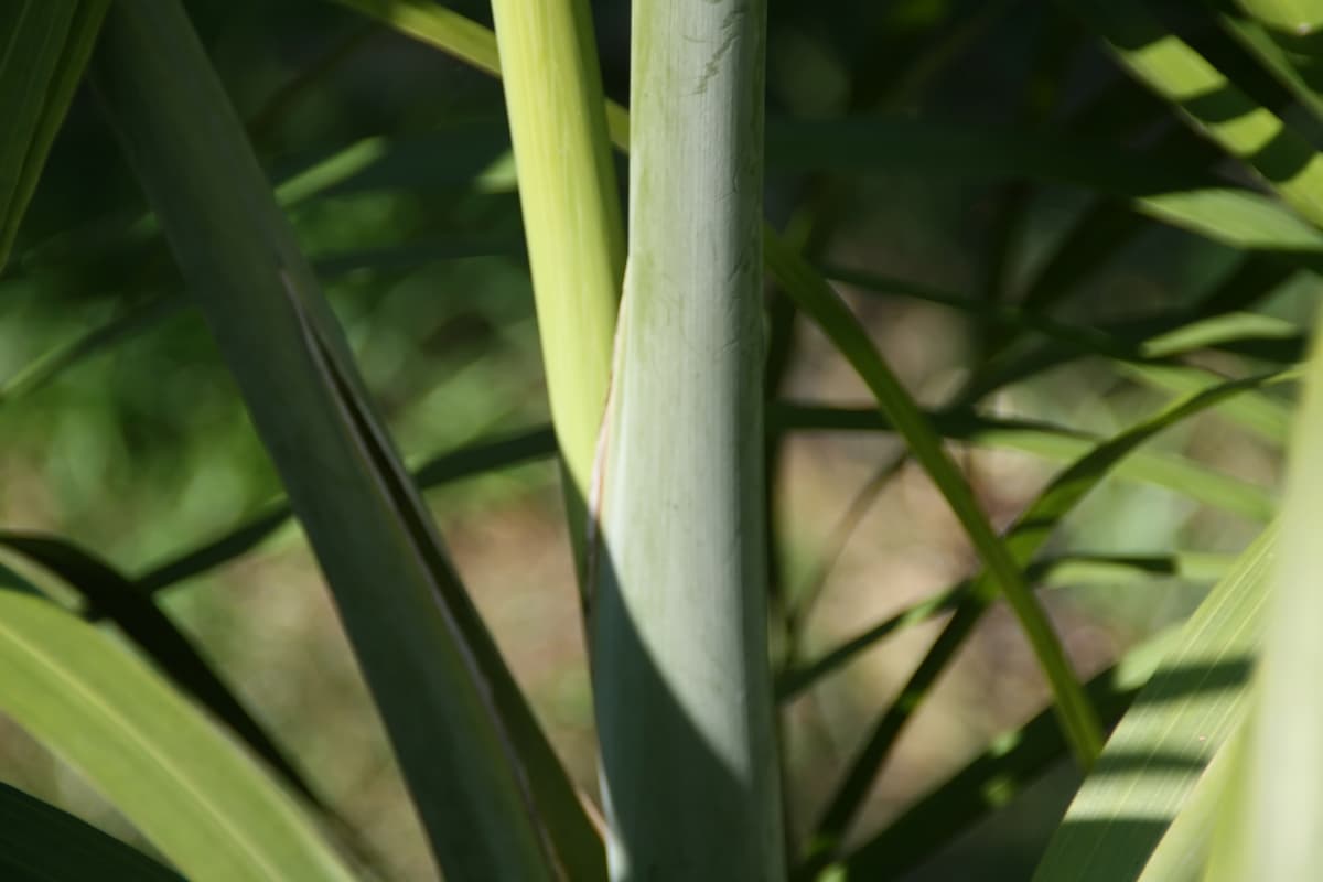 Botanical specimen of Gaussia Princeps.