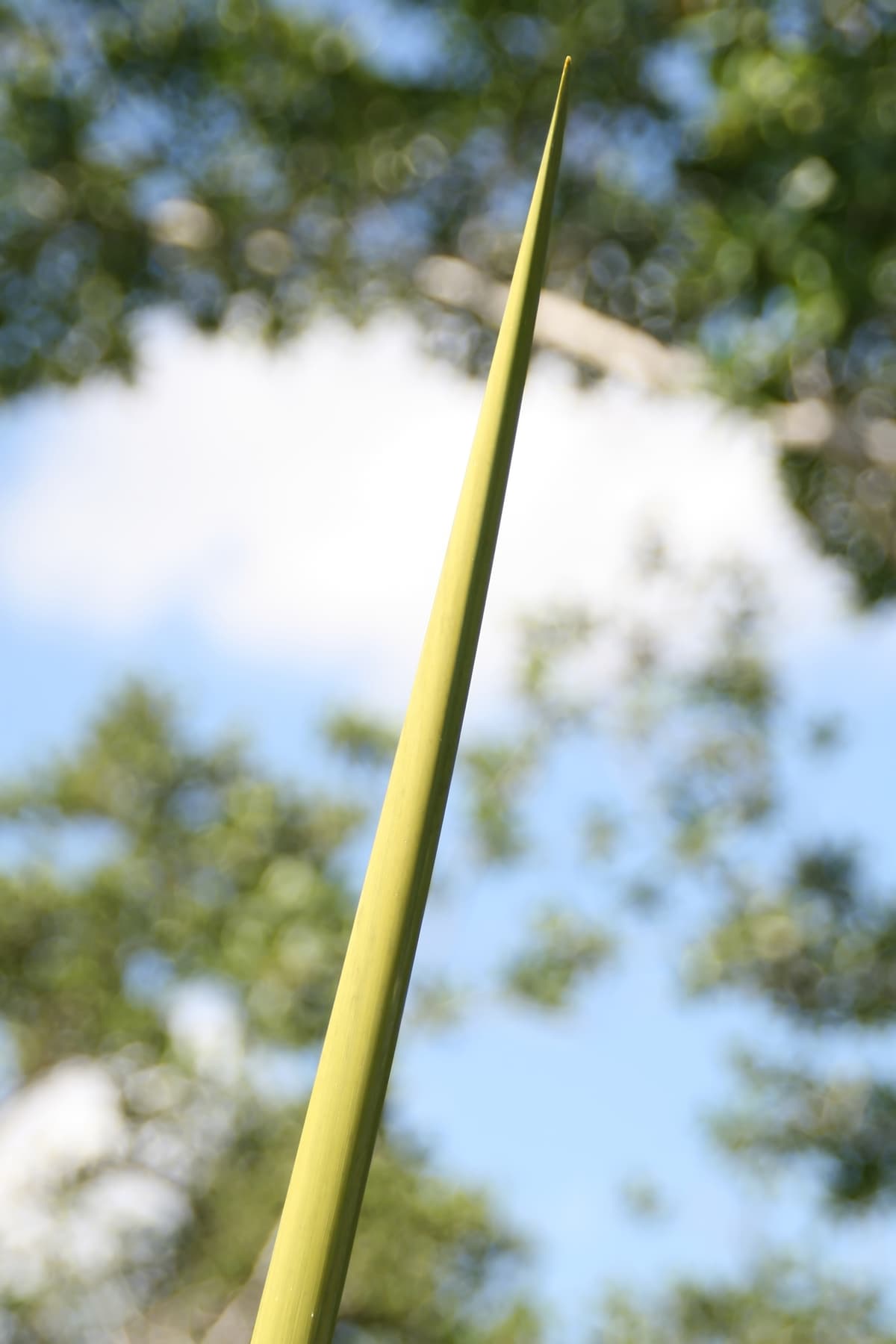 Botanical specimen of Gaussia Princeps.