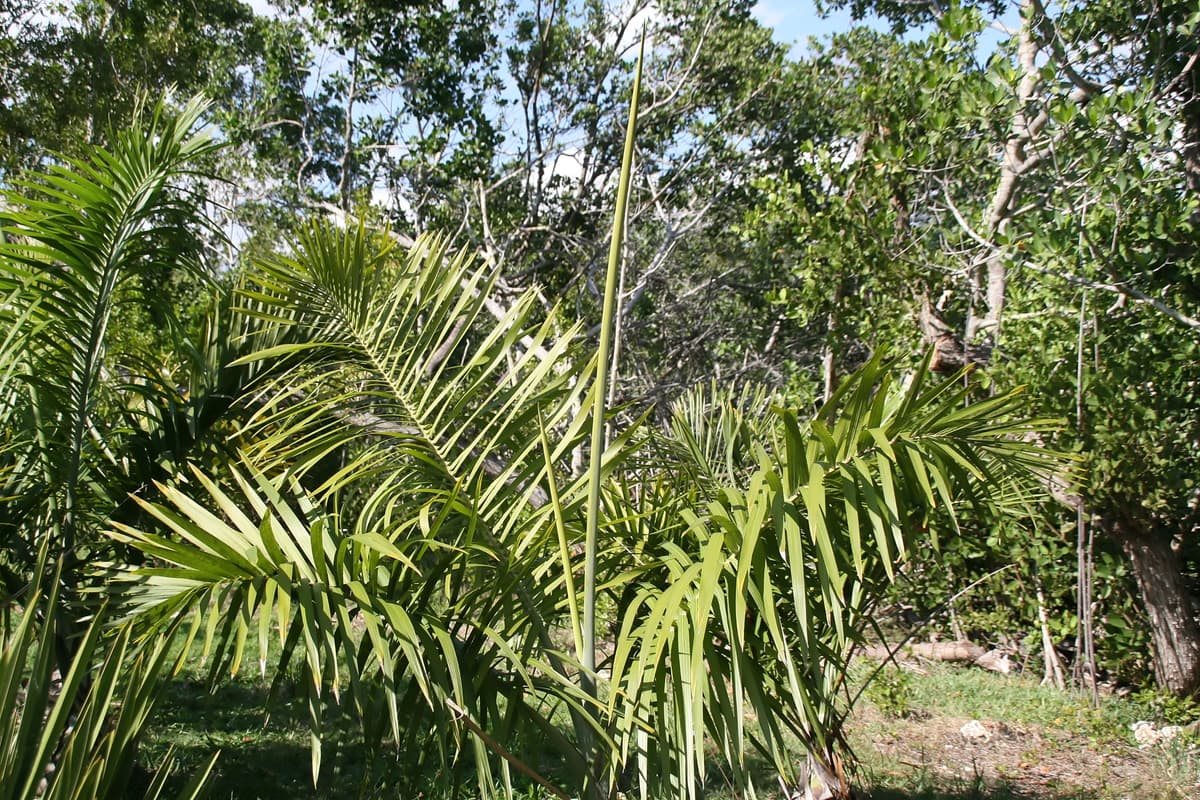 Botanical specimen of Gaussia Princeps.
