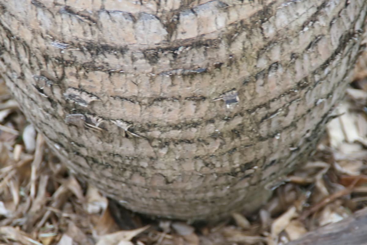 Botanical specimen of Gaussia Spirituana.