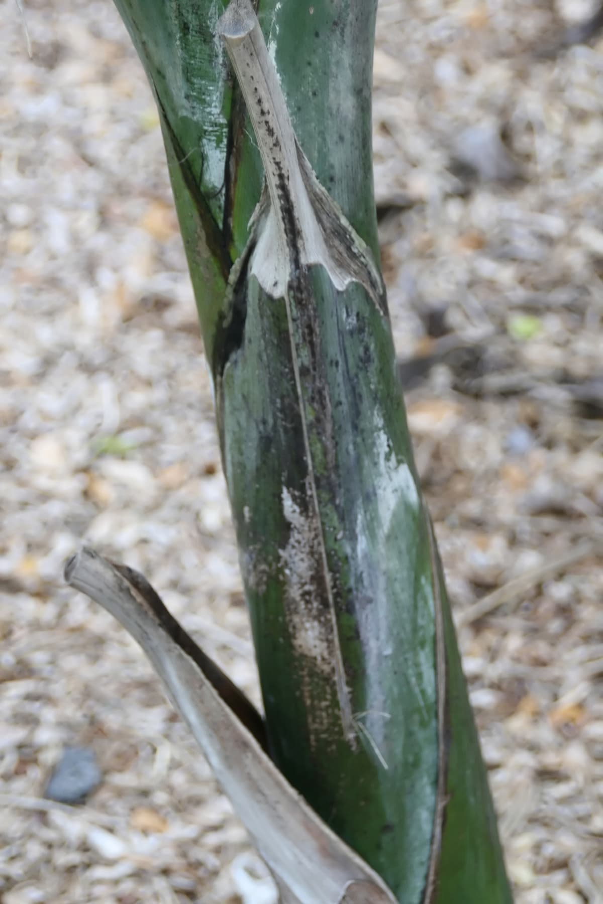 Botanical specimen of Gaussia Spirituana.