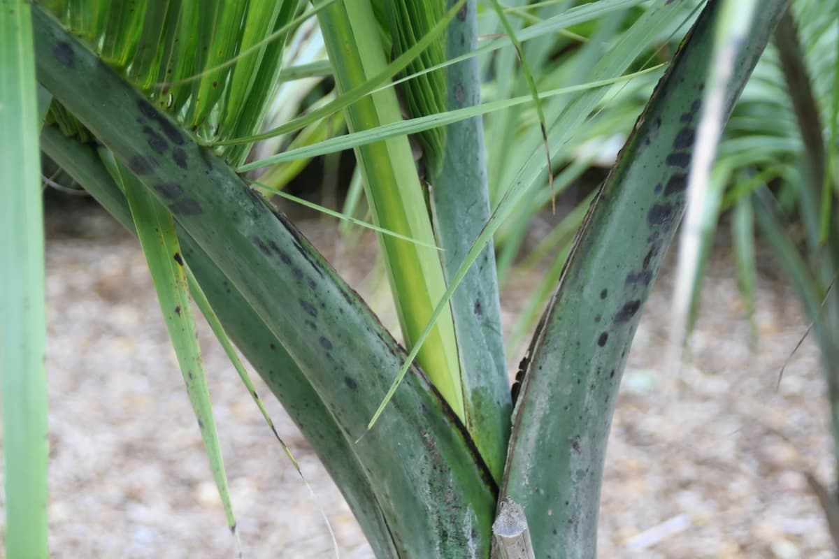 Botanical specimen of Gaussia Spirituana.