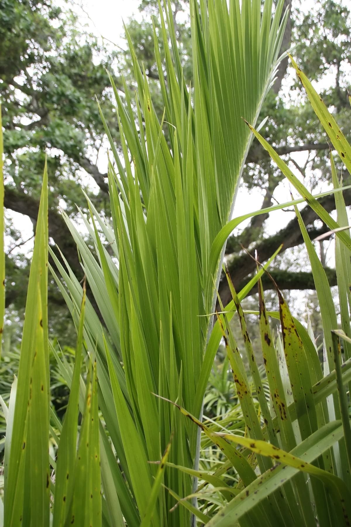 Botanical specimen of Gaussia Spirituana.