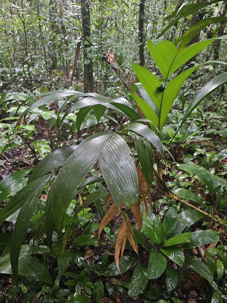 Botanical specimen of Geonoma Baculifera.