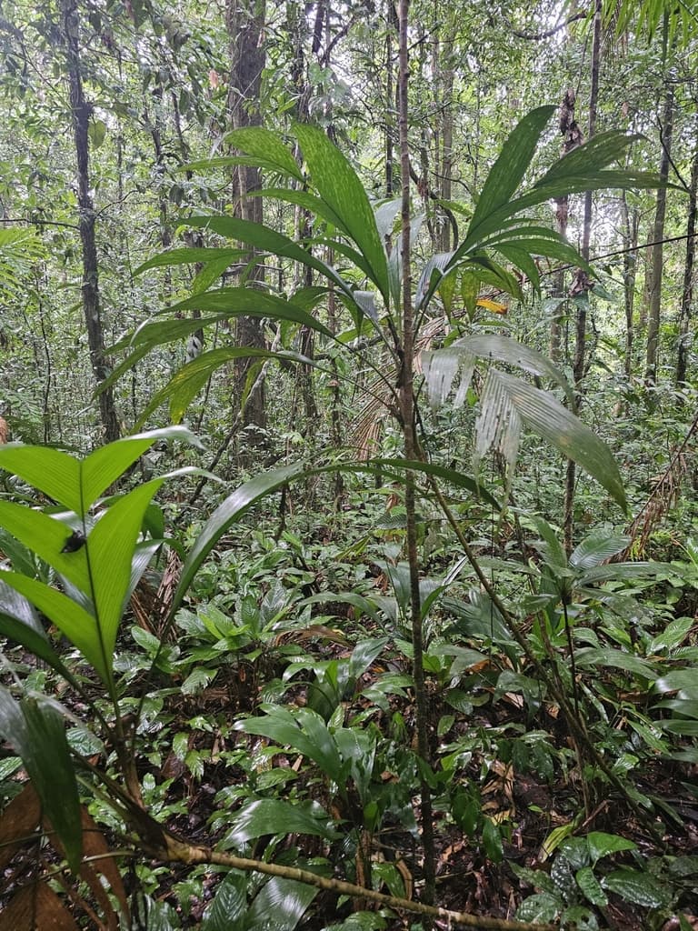 Botanical specimen of Geonoma Baculifera.