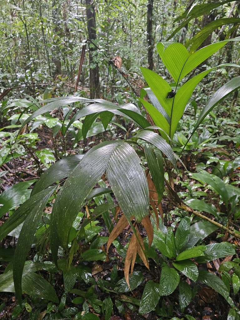Botanical specimen of Geonoma Baculifera.