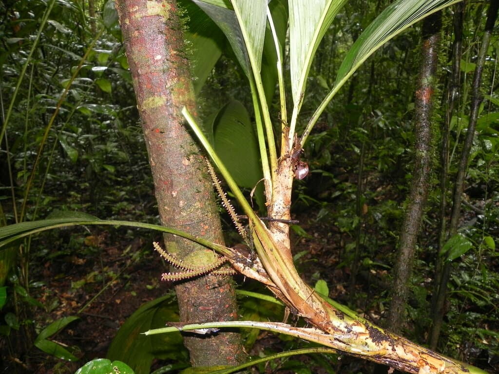 Botanical specimen of Geonoma Baculifera.