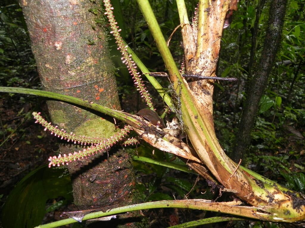 Botanical specimen of Geonoma Baculifera.