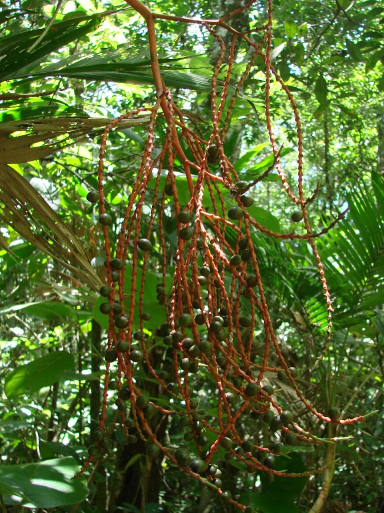 Botanical specimen of Geonoma Brevispatha.