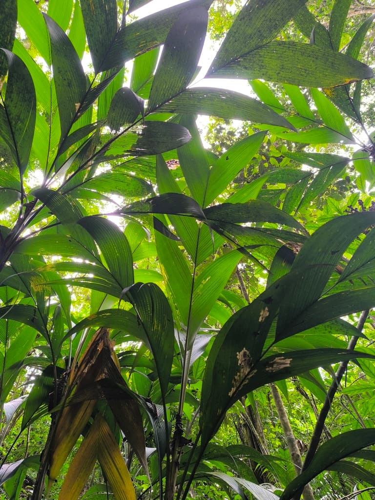 Botanical specimen of Geonoma Calyptrogynoidea.