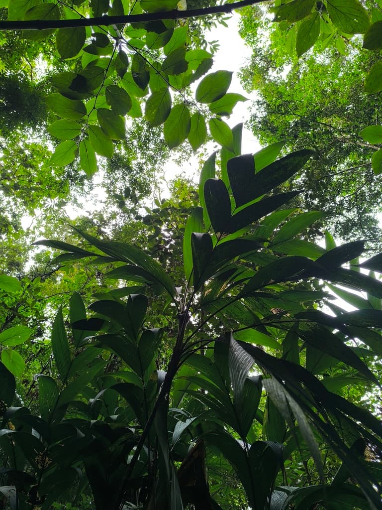 Botanical specimen of Geonoma Calyptrogynoidea.