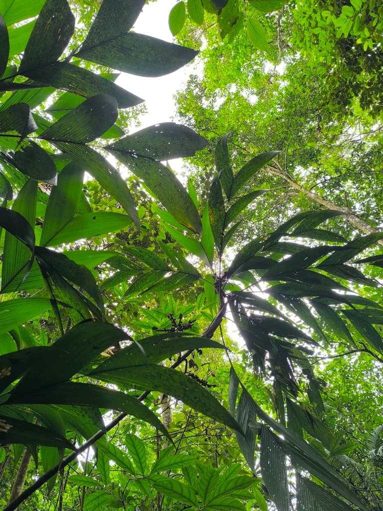 Botanical specimen of Geonoma Calyptrogynoidea.