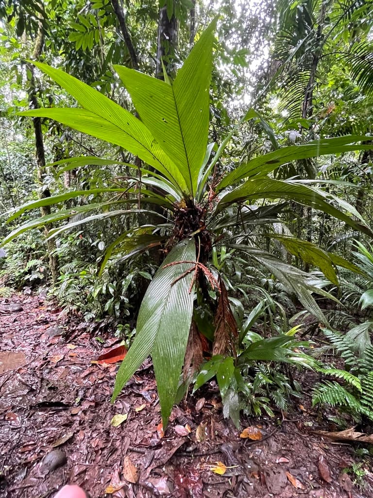 Botanical specimen of Geonoma Calyptrogynoidea.
