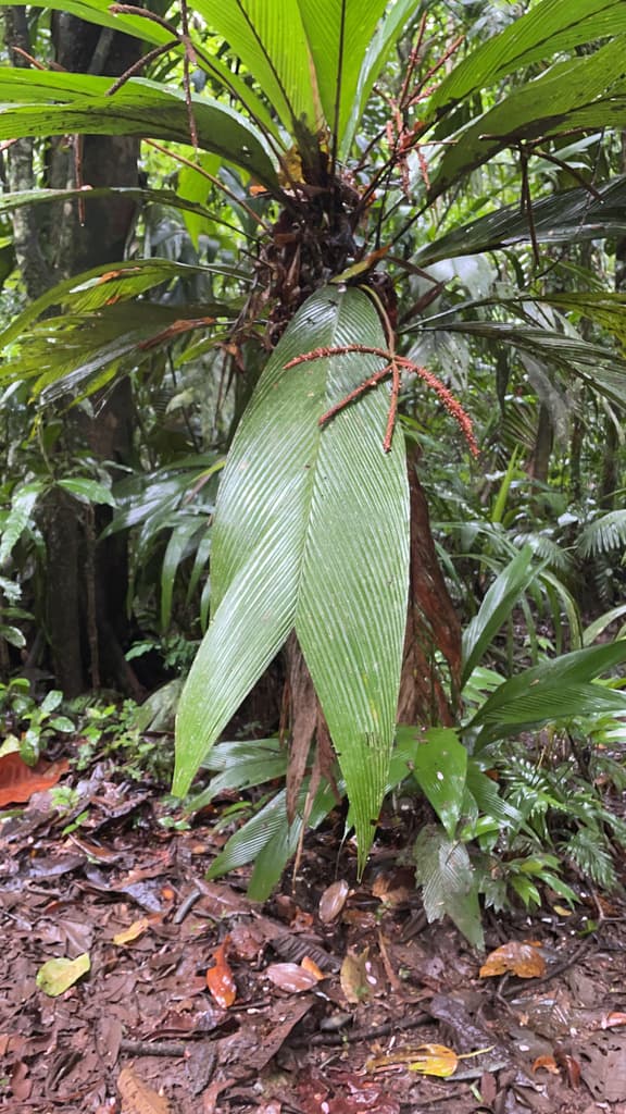 Botanical specimen of Geonoma Calyptrogynoidea.