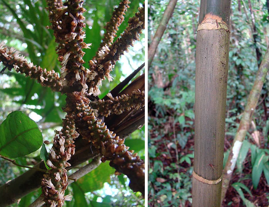 Botanical specimen of Geonoma Congesta.