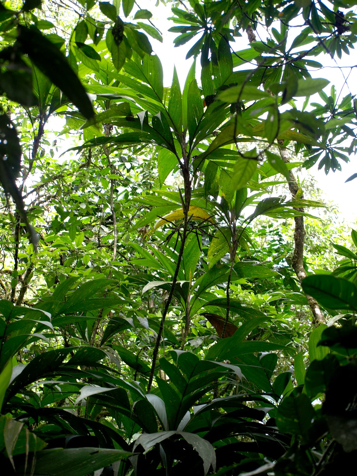 Botanical specimen of Geonoma Congesta.