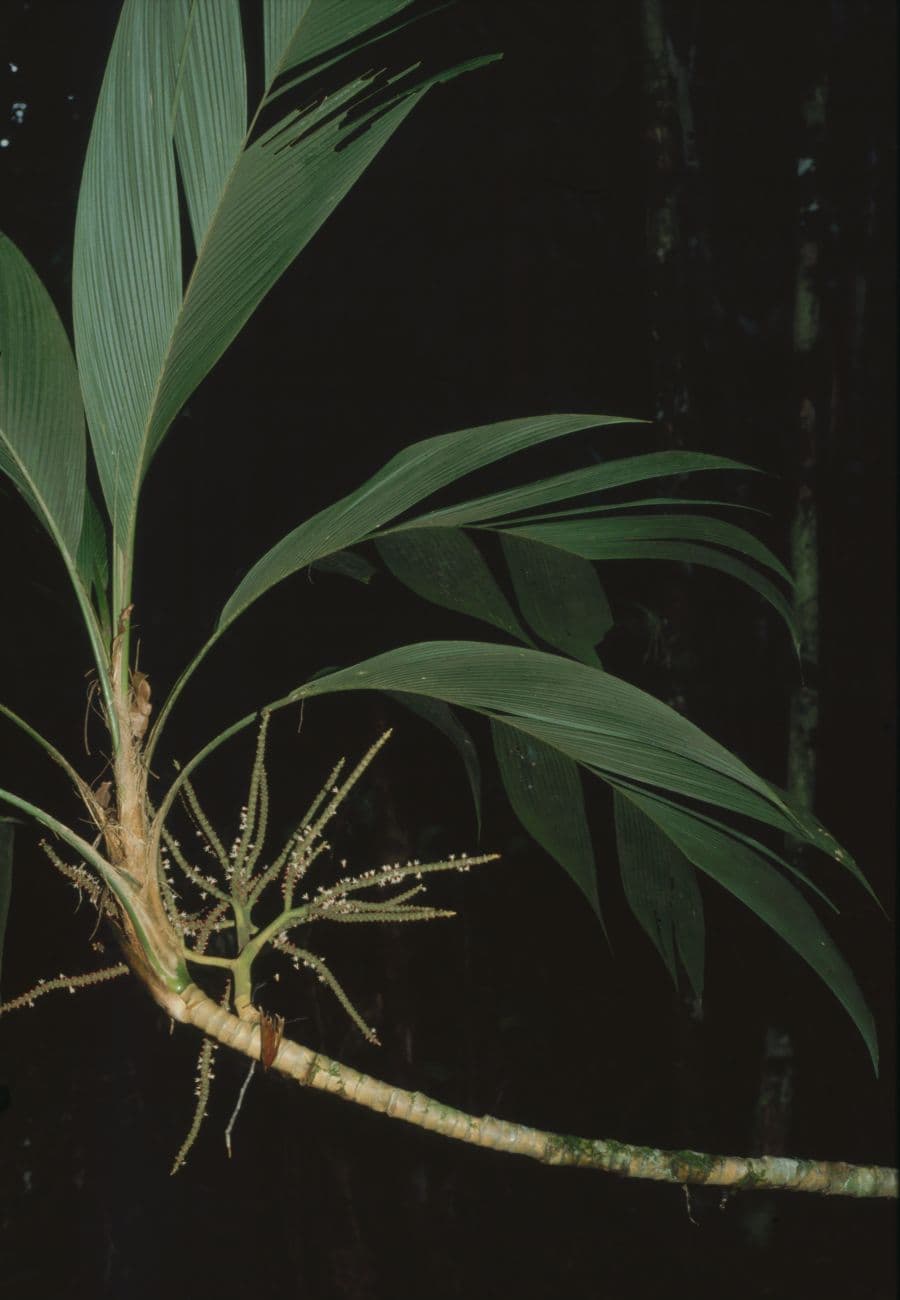 Botanical specimen of Geonoma Congesta.