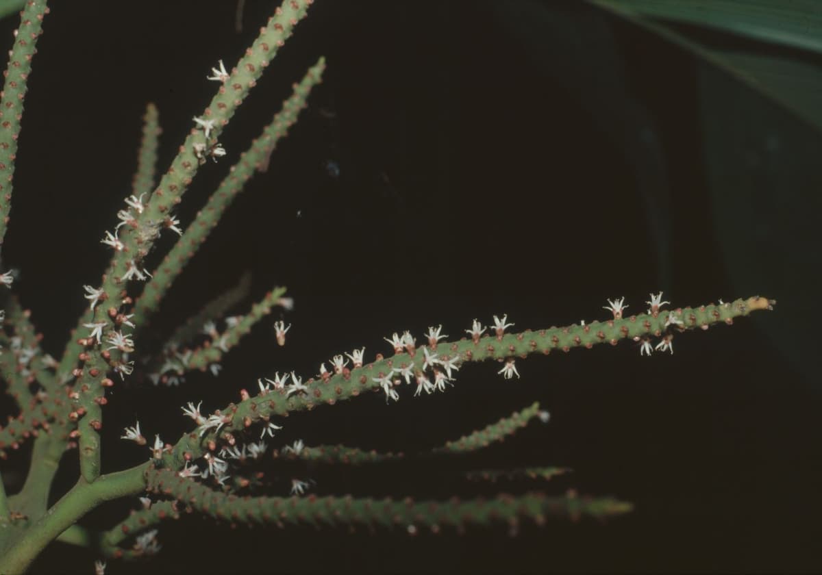 Botanical specimen of Geonoma Congesta.