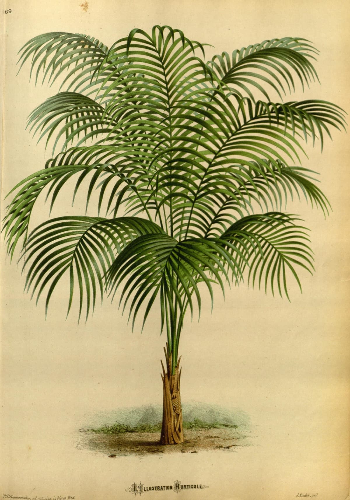 Botanical specimen of Geonoma Cuneata.