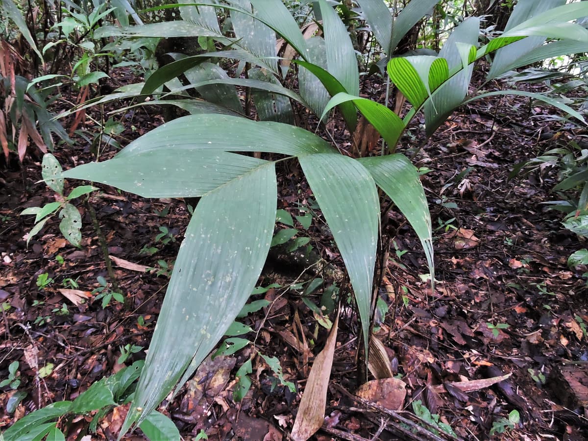Botanical specimen of Geonoma Deversa.