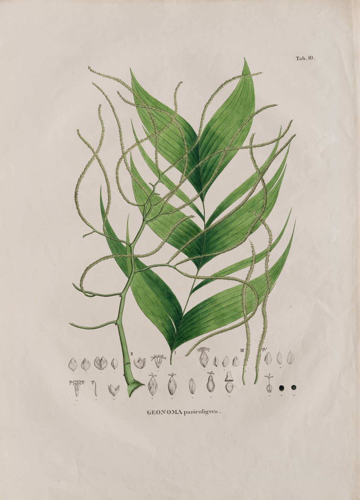 Botanical specimen of Geonoma Deversa.
