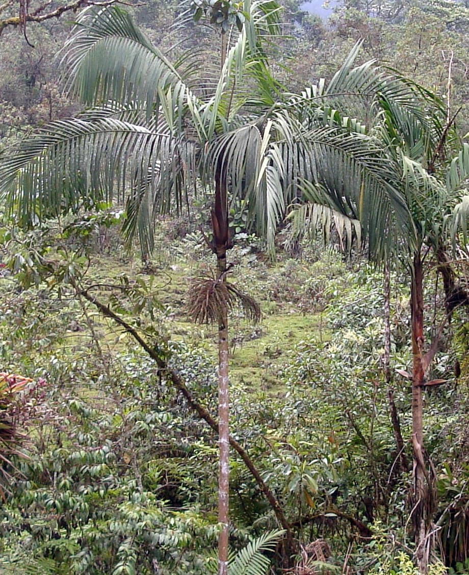 Botanical specimen of Geonoma Deversa.