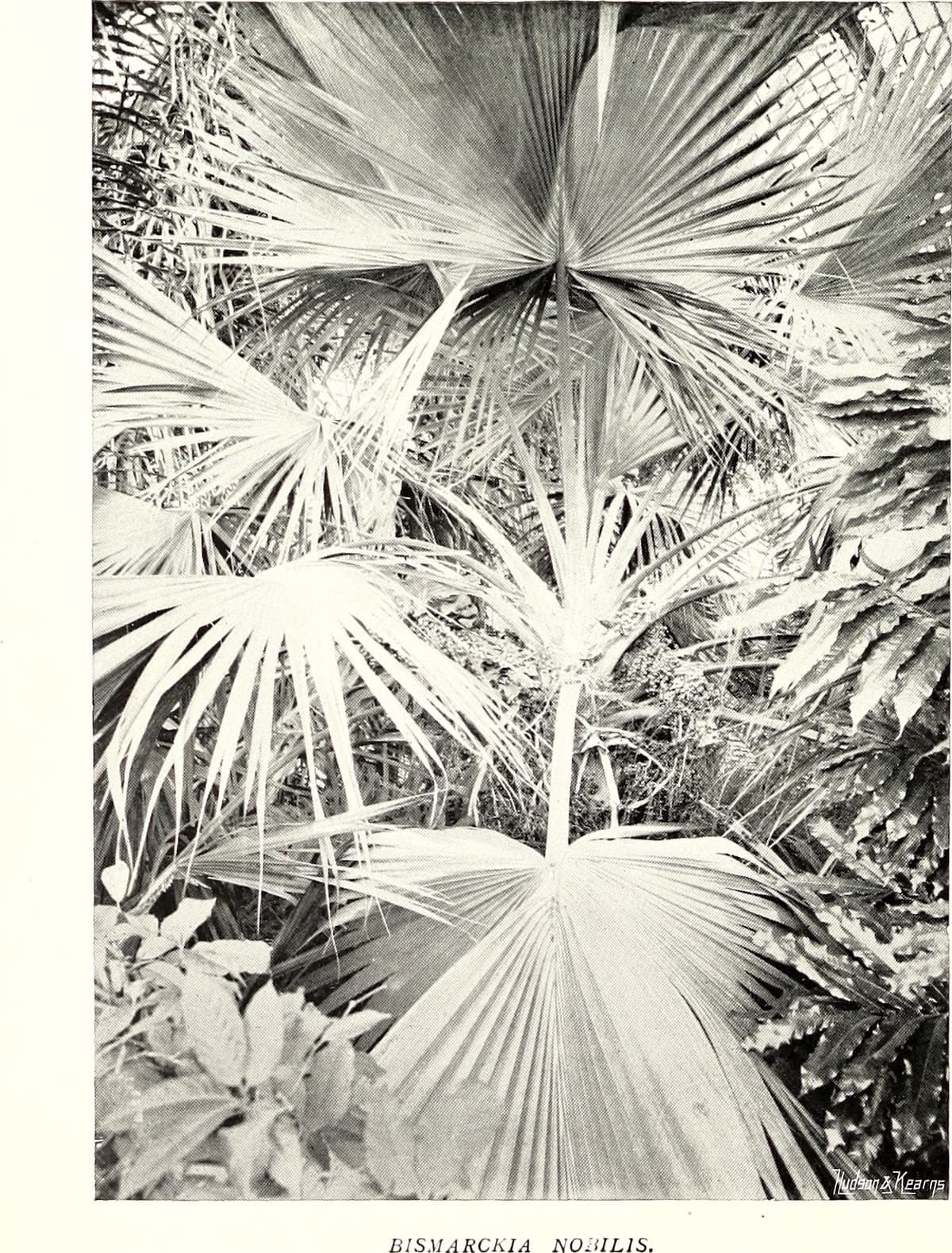 Botanical specimen of Geonoma Elegans.