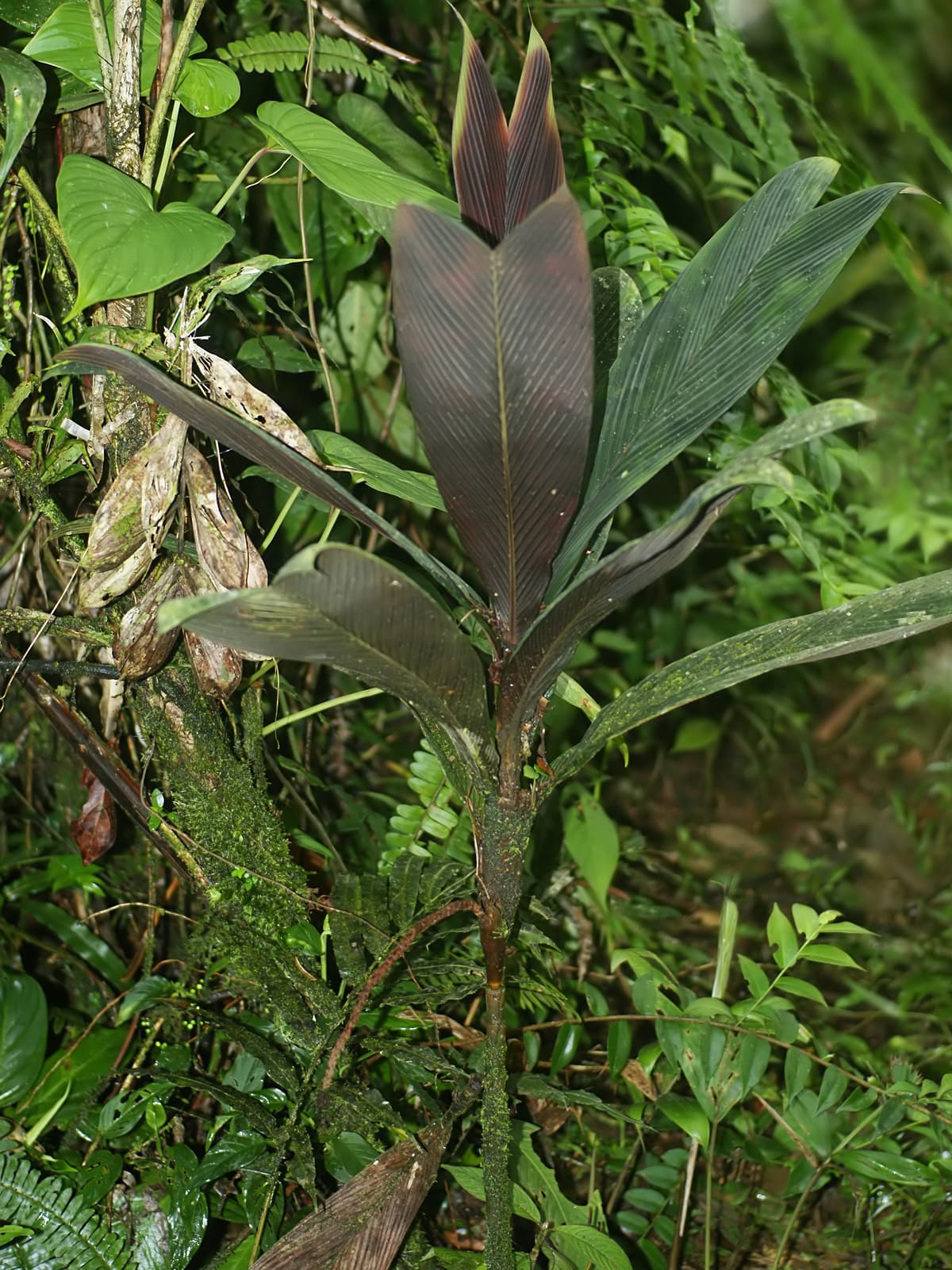 Botanical specimen of Geonoma Epetiolata.
