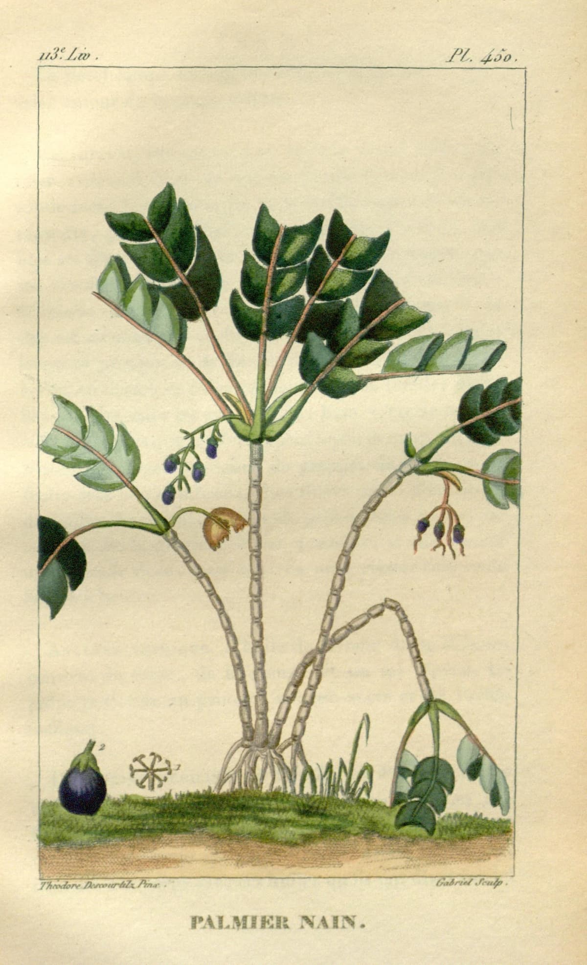 Botanical specimen of Geonoma Interrupta.