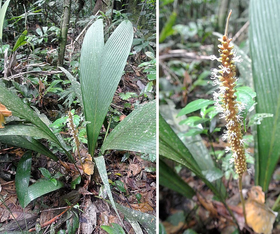 Botanical specimen of Geonoma Irena.