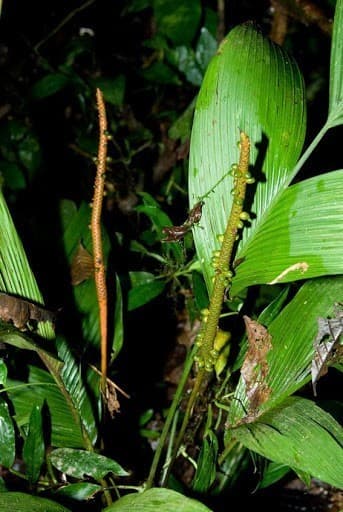 Botanical specimen of Geonoma Macrostachys.