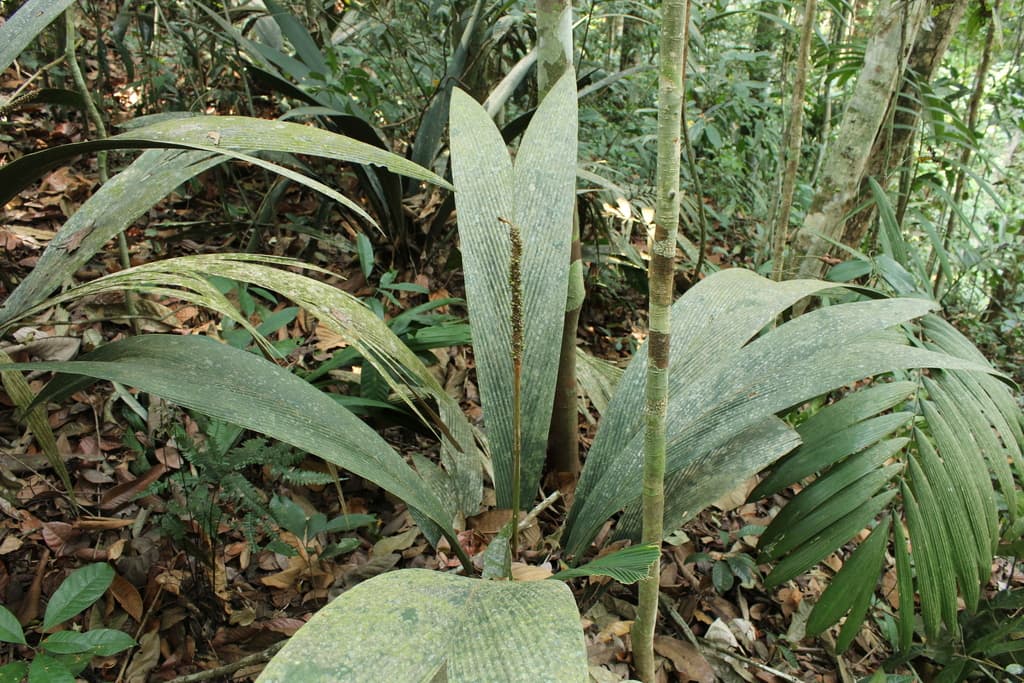 Botanical specimen of Geonoma Macrostachys.