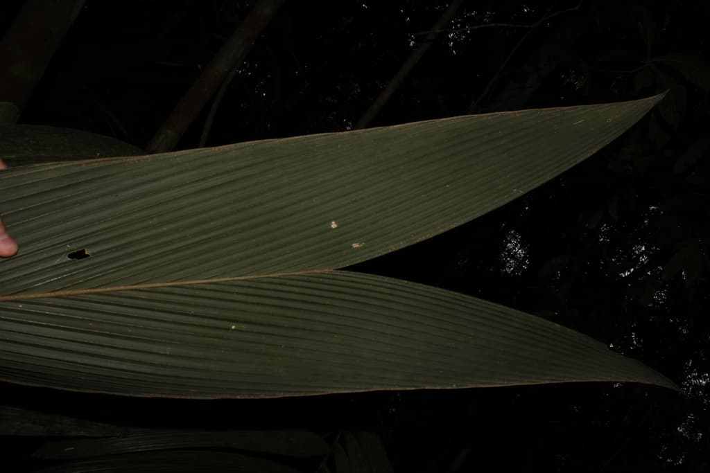 Botanical specimen of Geonoma Macrostachys.