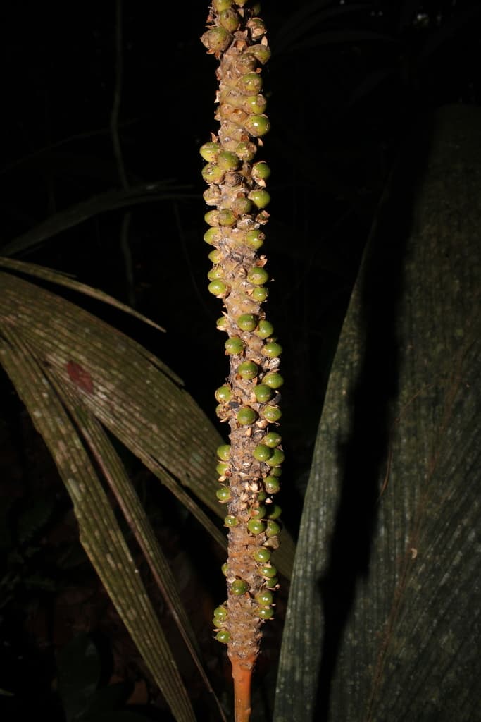 Botanical specimen of Geonoma Macrostachys.