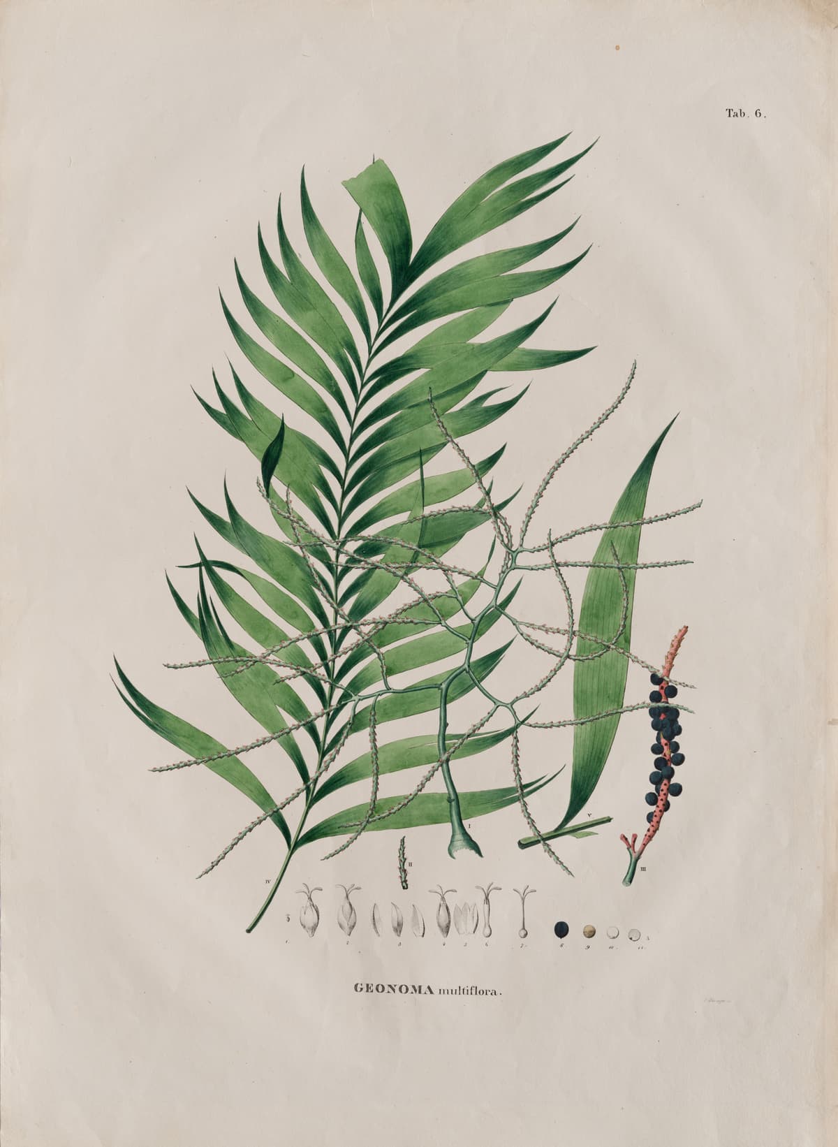 Botanical specimen of Geonoma Maxima.