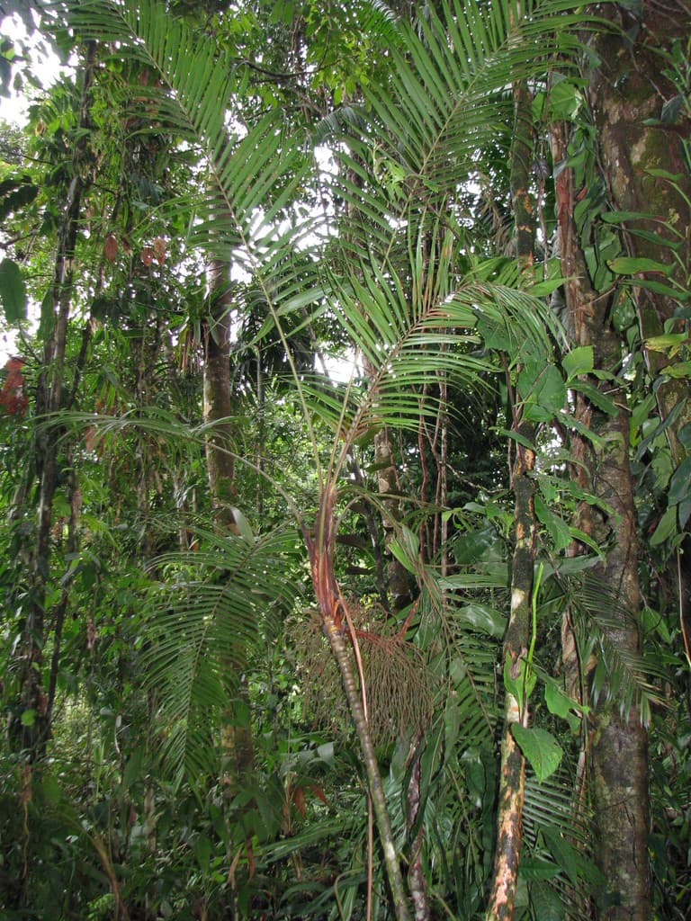 Botanical specimen of Geonoma Mooreana.