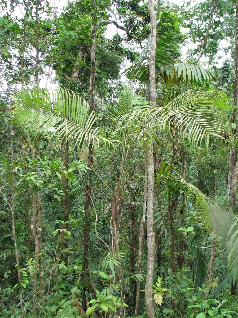 Botanical specimen of Geonoma Mooreana.
