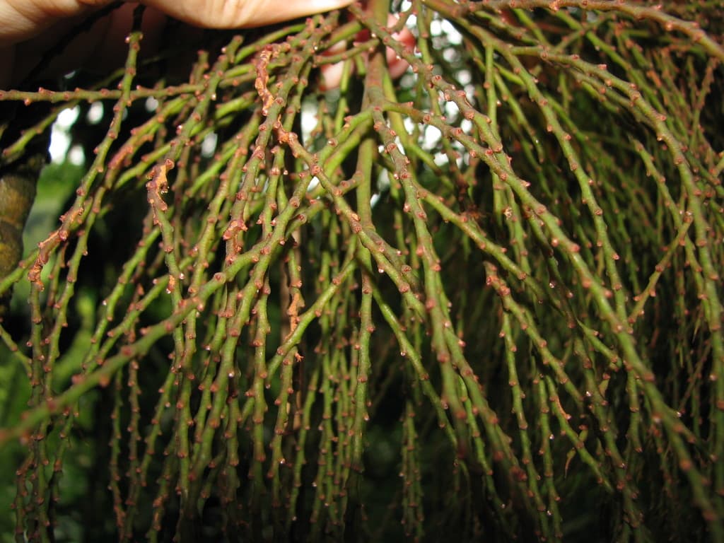 Botanical specimen of Geonoma Mooreana.