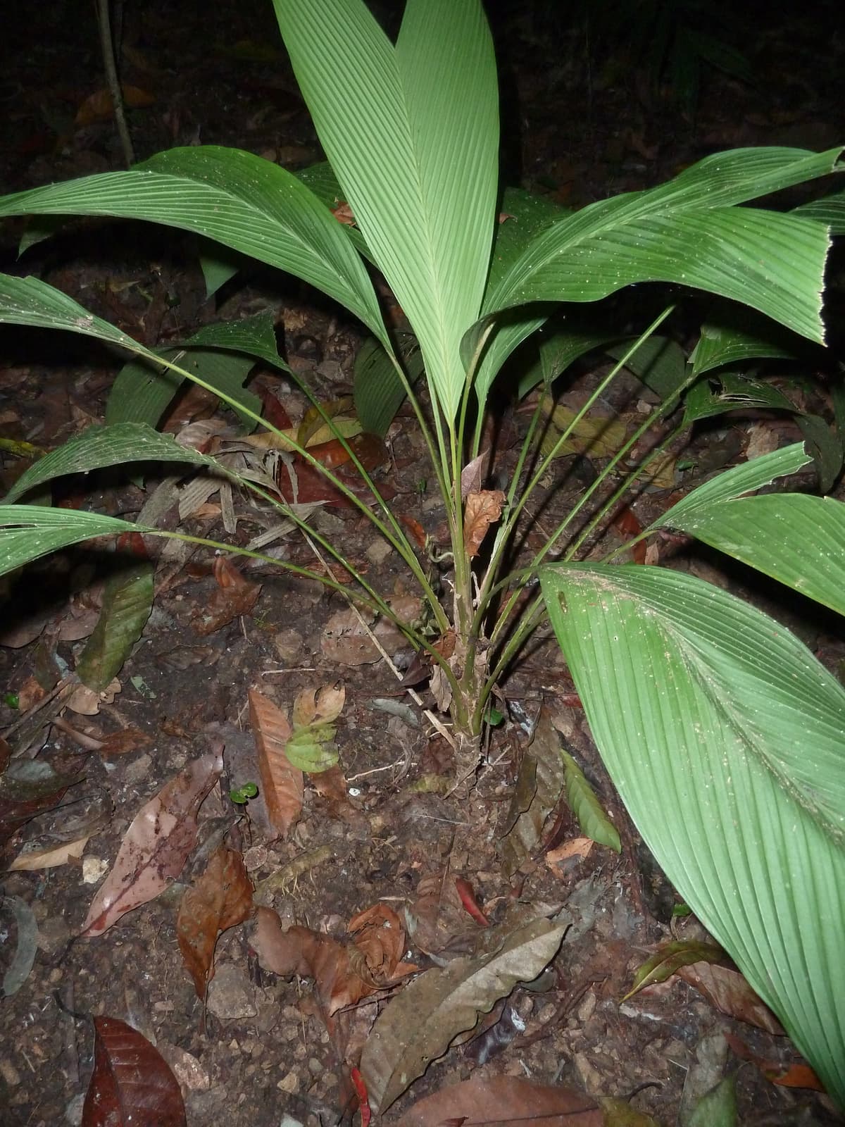 Botanical specimen of Geonoma Oldemanii.