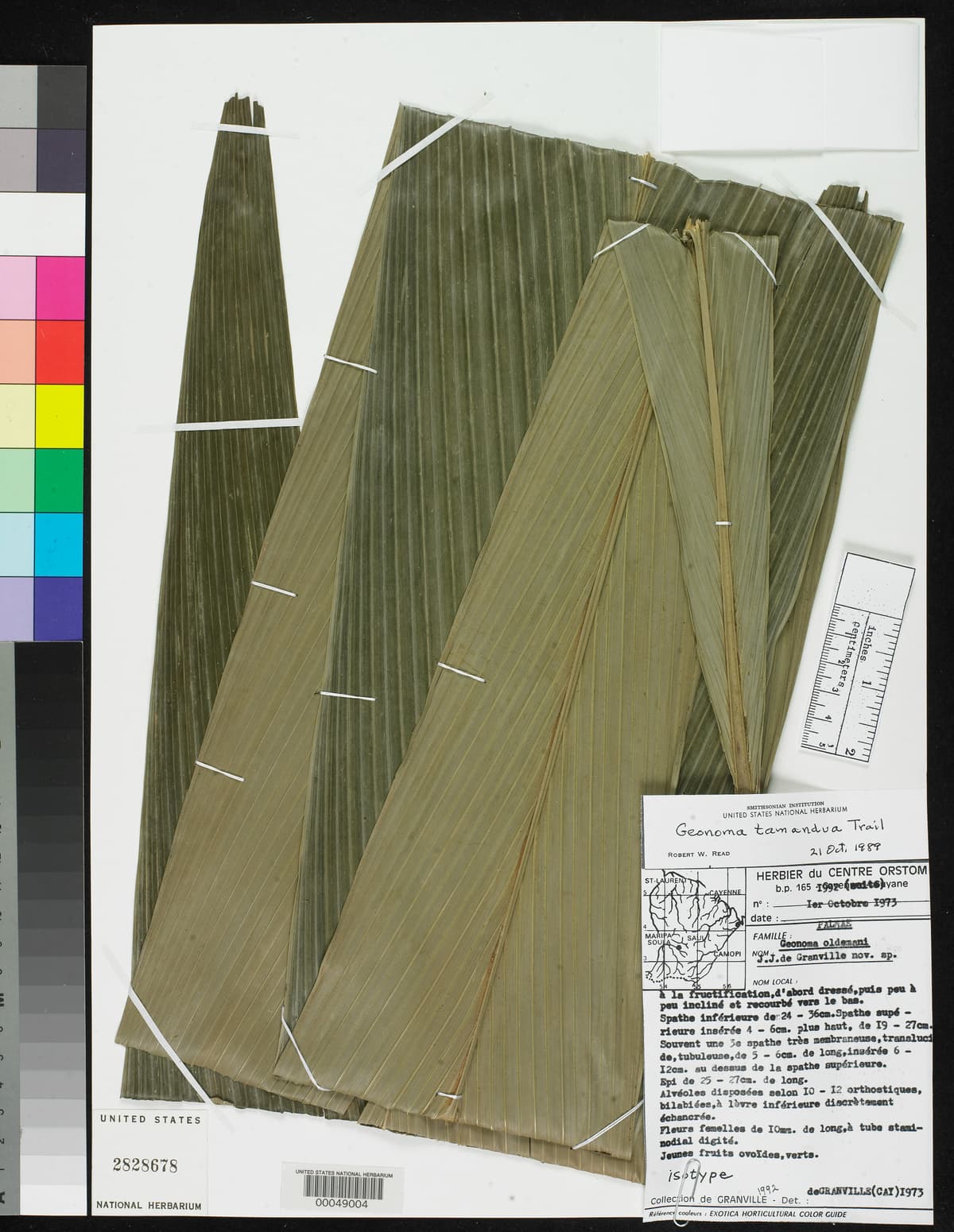 Botanical specimen of Geonoma Oldemanii.