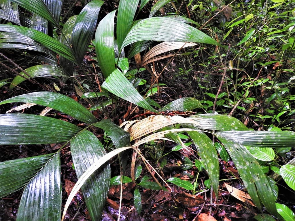 Botanical specimen of Geonoma Orbignyana.