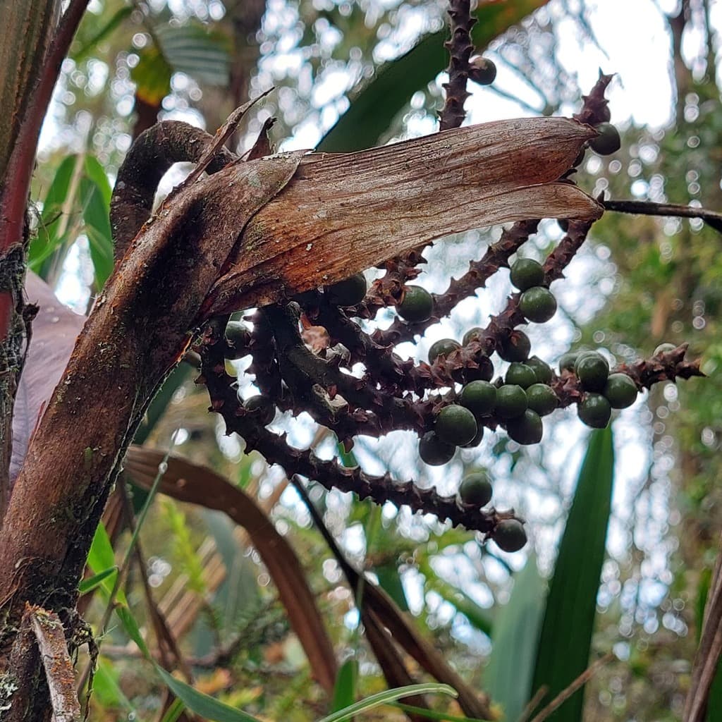 Botanical specimen of Geonoma Orbignyana.